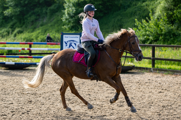 DSC 6872CSE HIPPISCH